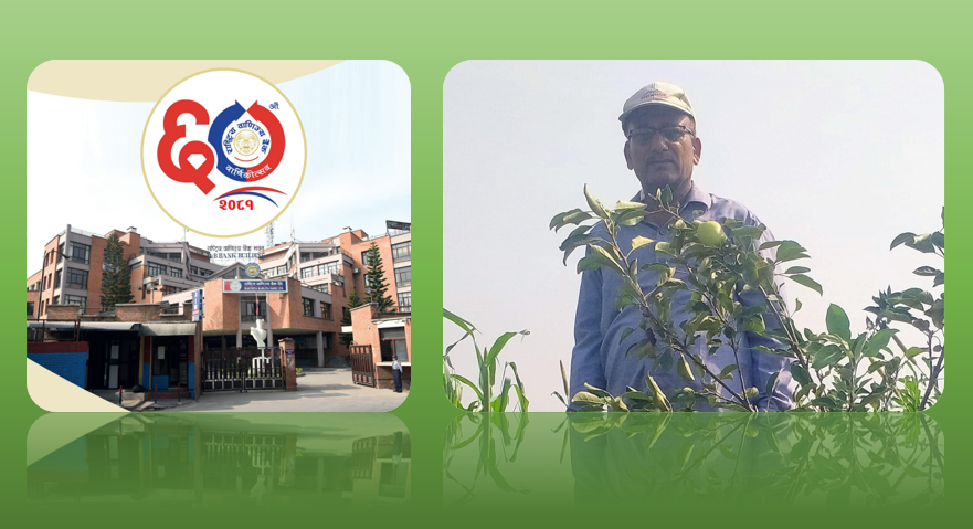 राष्ट्रिय बाणिज्य बैंकबाट कर्जा लिएर ४० डिग्री तापक्रममा स्याउ फलाउने गोकर्ण वलीको सफलताको कथा